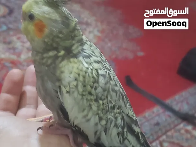 كوكتيل اليف جدا مدرب