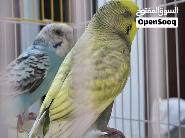 زوج من البادجي الاليف غير المتروض