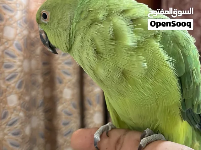 ببغاء للبيع بسعر مناسب