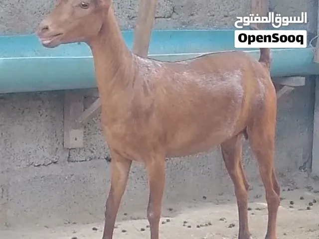 أغنام صلاليات