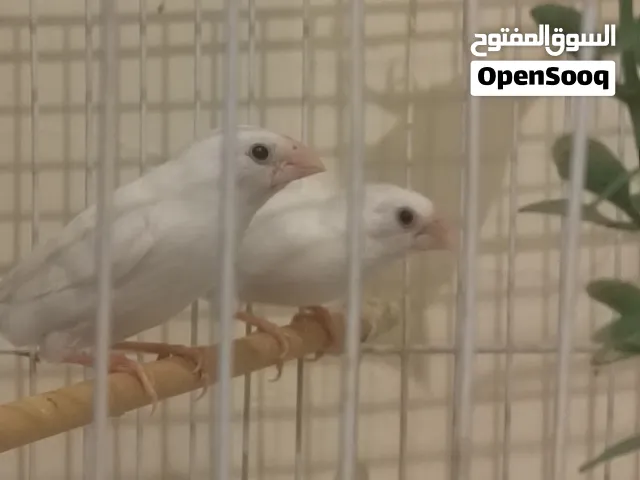 8 طبور بنغالي فينش. تفريخ بيت