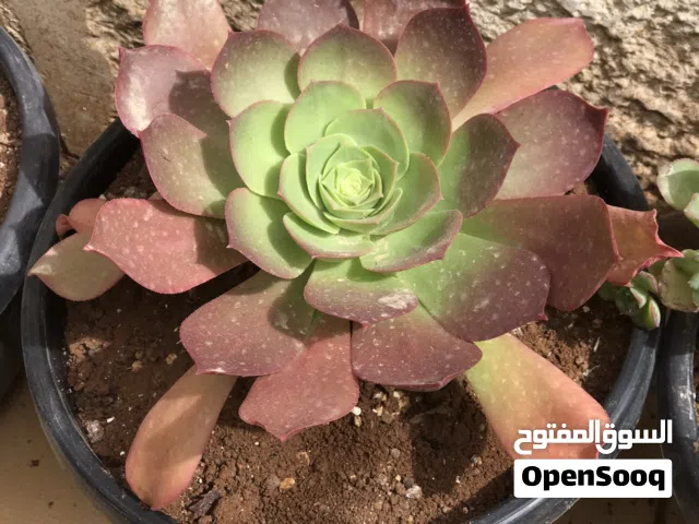 نباتات زينة خارجية