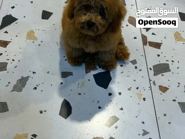 Poodle - 6 month