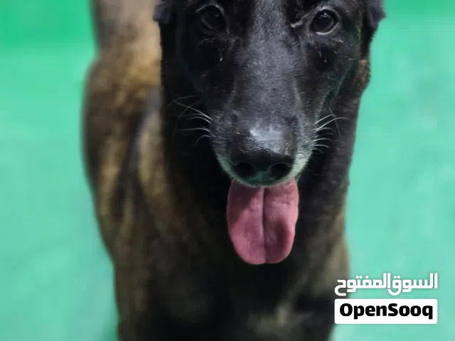 أنثى مالينوا بلجيكي (Belgian Malinois) بيور 100%