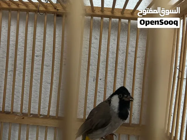 بلبل عراقي ابيض الخدين مغرد بصحة جيده