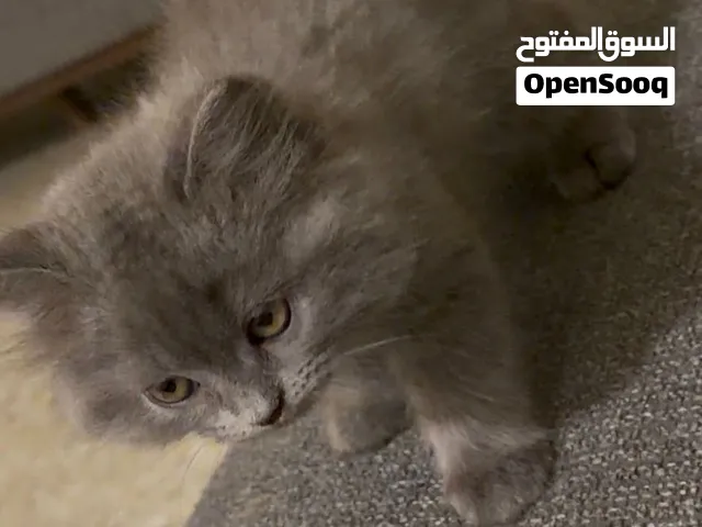 قط شيرازي انثى