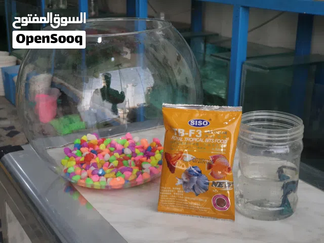 دورق مع سمكه شوف الوصف