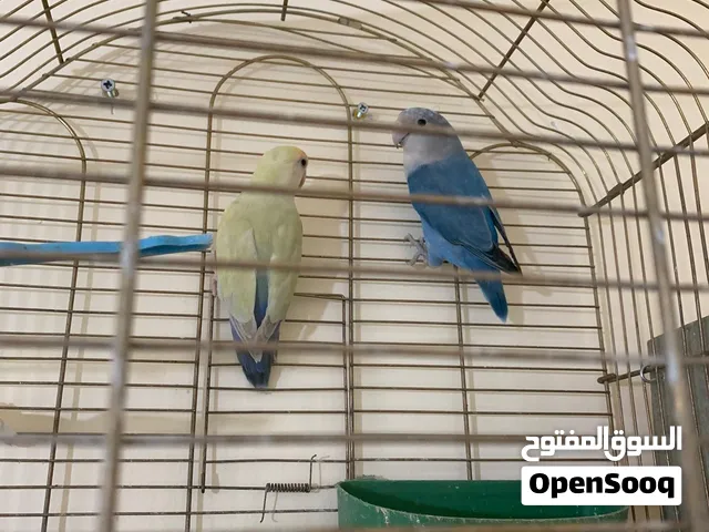 جوز روز للبيع – تحتهم بيض