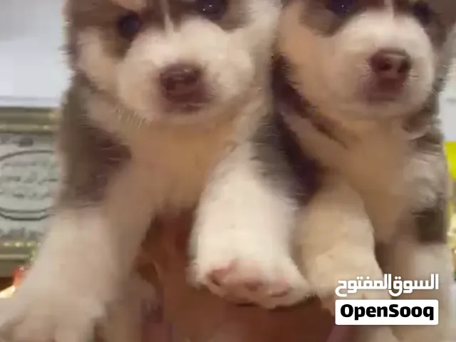 بيور هاسكي للبيع التحف و البرندات هنا