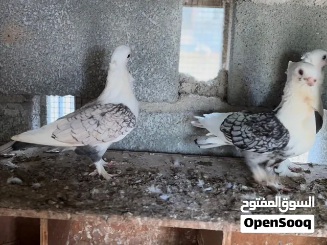 حمام حب رمان اصلي