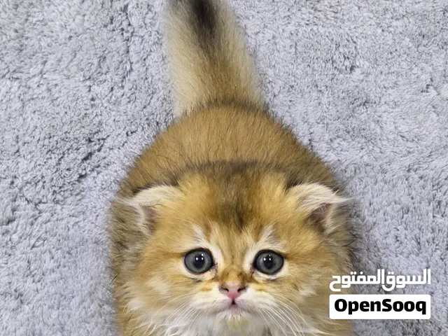 ذكر سكوتش فولد كولدن لونغ هير Ny11