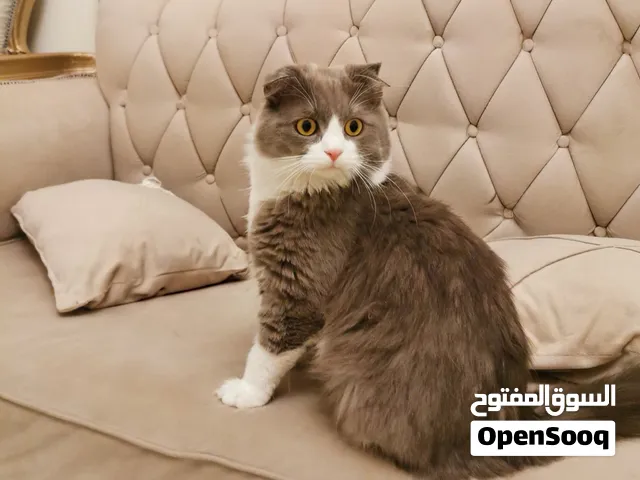 Sweet Scottish Fold × Persian mix  Healthy, fluffy and gentle with a lovely personality.
