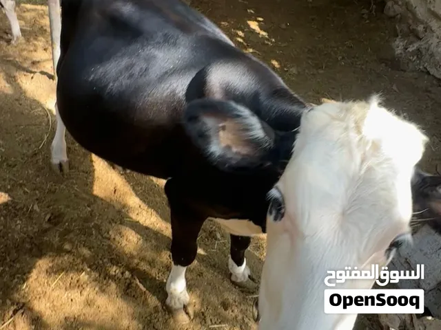 عجله من حلال  ظفار