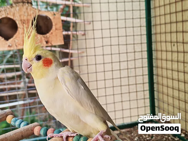 طير كوكتيل ذكر