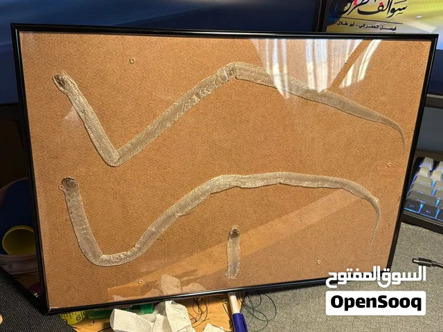 Authentic king snake shed - جلد ثعبان من نوع كنق سنيك