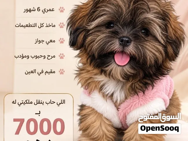 كلب شيزو لعوب ولطيف فالعين