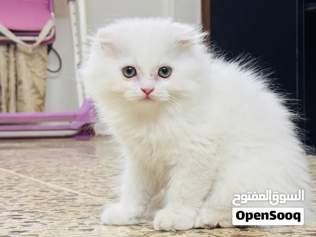كتن سكوتش فولد انثى و ذكر