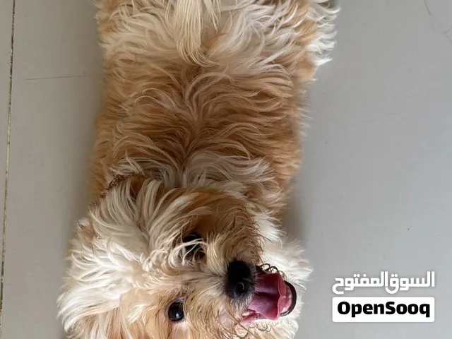 كلب ذكر حال بيع سعر 100