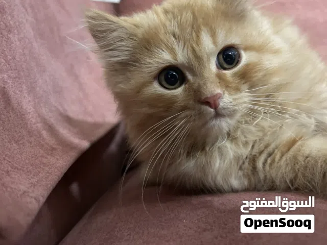 قطه من نوع     شيرازي (Persian) دول فيس “Doll Face”