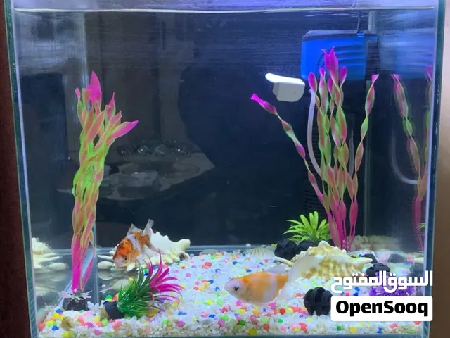 حوض سمك 40x40 للبيع مع معداته