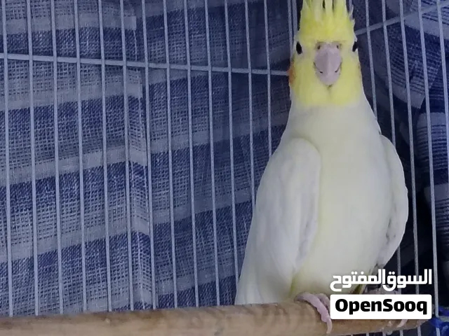 Cocktail bird female