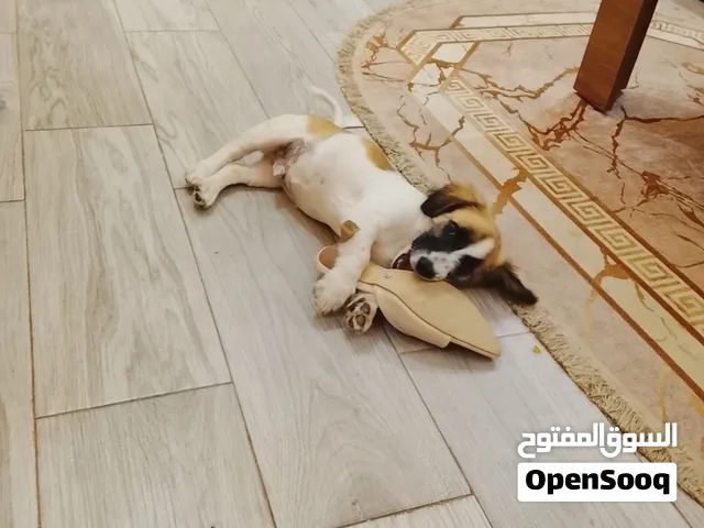 جرو صغير مخلط للبيع - ورزازات  (yoky)