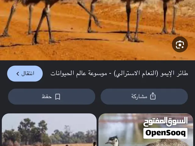 مطلوب نعام ايمو عمر صغير مفرد