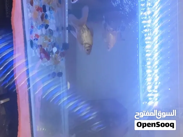 سمك زينة اليف