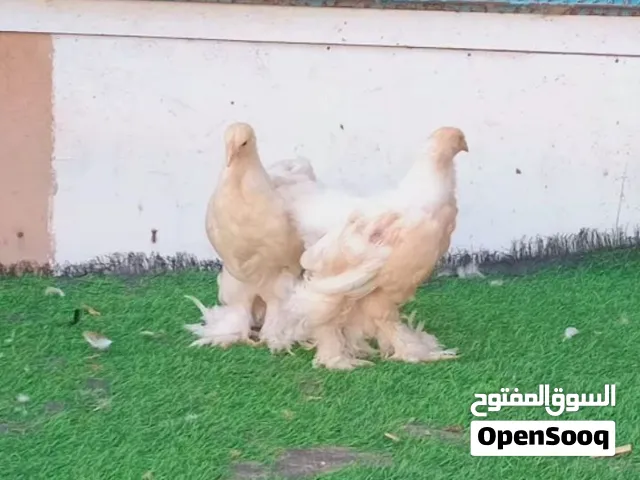 ديك وعتوقة براهما ليموني العمر شهرين ونص