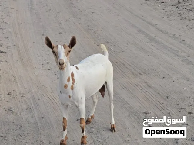 للبيع حلال صلاله اصيل بيور