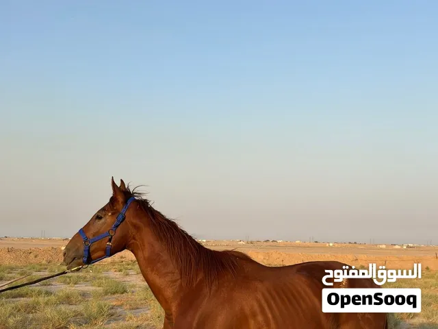 حصان انقليزي 3/4 سنوات