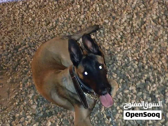 جرو مالينوا عمره سبع اشهور مدرب أوامر اساسيه معه كتيب وشراس كويسه