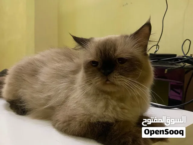 للتبني قطه همالايا تربيه خاصه