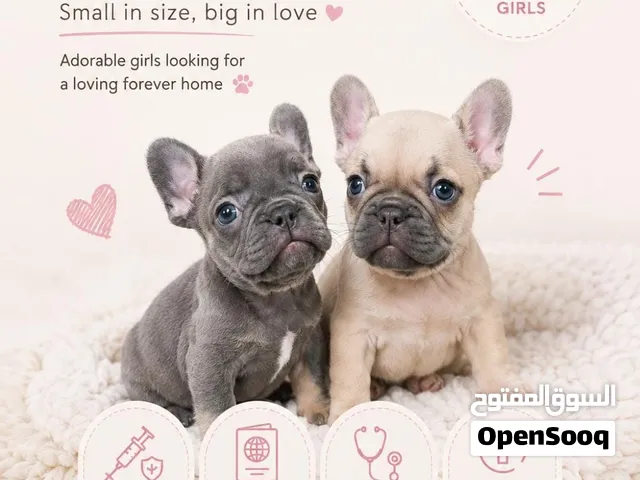 French bulldog