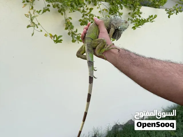 للبيع سحلية الاجوانا