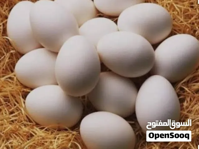 بيض وز كوبرا خط اول
