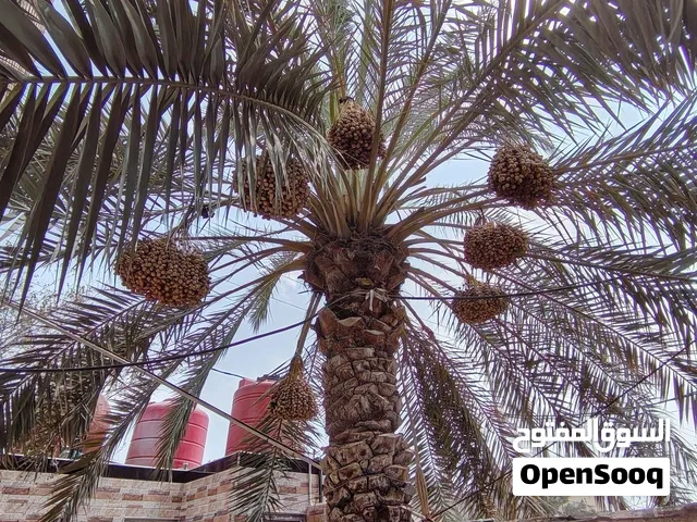 نخلة برحية للبيع مع الثمار