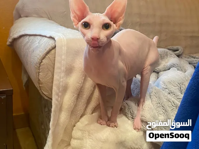 Sphynx female 2 years 4200 aed with passport, microchip, ONLY chatting!