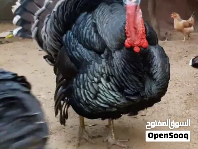 للبيع ديوك رومي بالاسكندريه