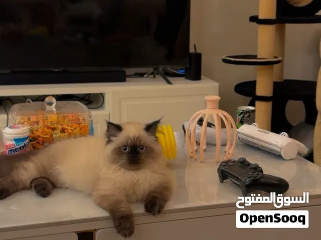 ذكر هيملايا