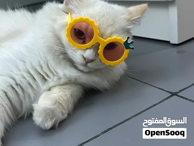 قط شيرازي ذكر - منتج-