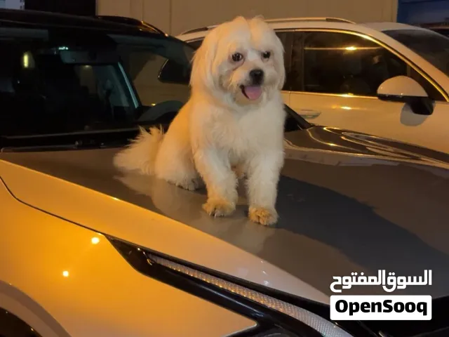 كلب مالتيز للبيع على السوم