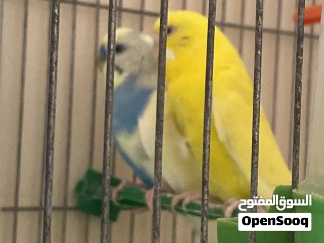 بسم الله ما شاء