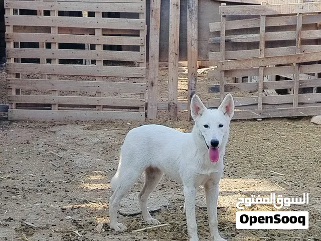 كلبه هاسكي اصل و لون جميل