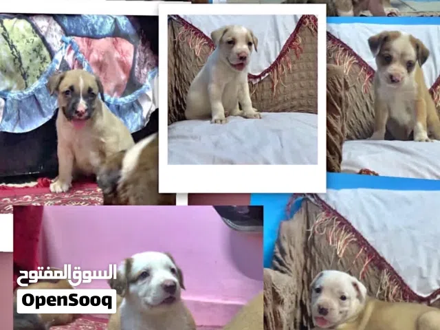 جراوي بيتبول مستوي عالي بيور