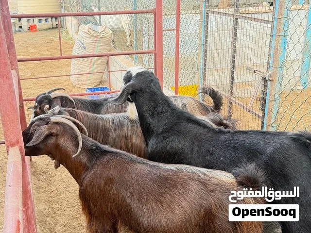 اغنام شي فاخر حلال ممتاز