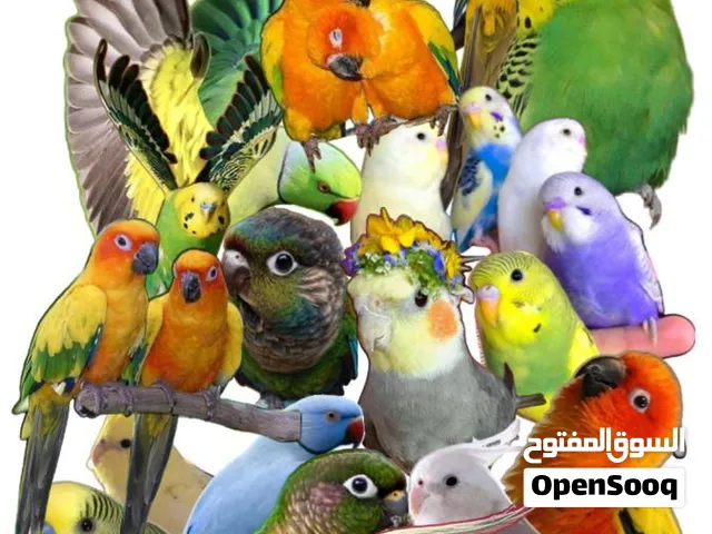 استقبل تبني جميع انواع الطيور و البغبغاوات