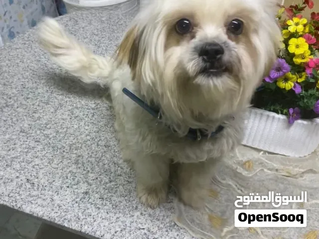 كلب نوع شيتزو للبيع