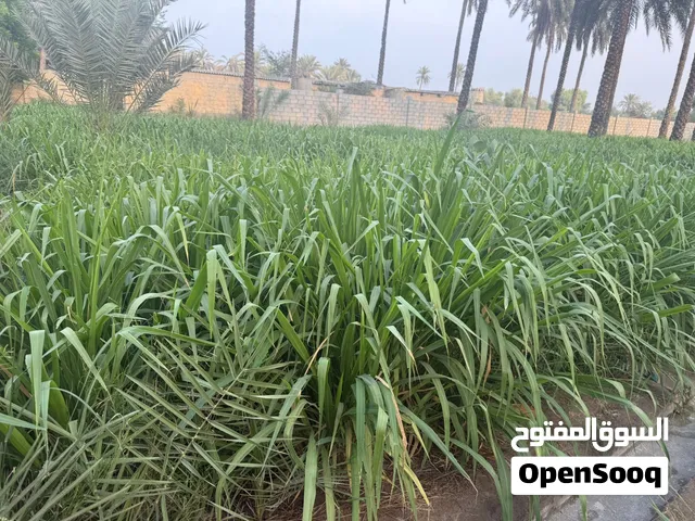 حشيش بانيكام اخضر
