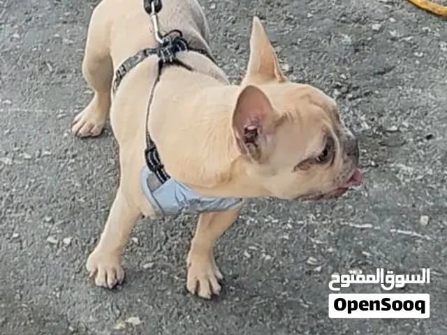 female French bulldog